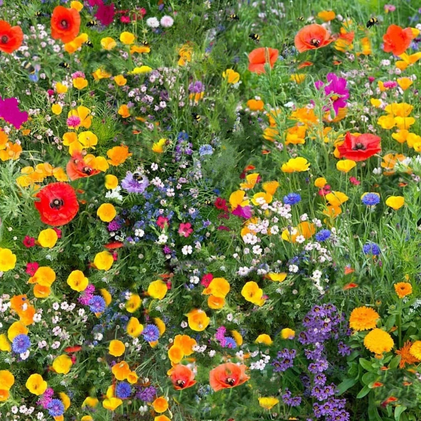 Wild Flower 50g seeds throw grow Meadow Scented Bee Butterfly Garden