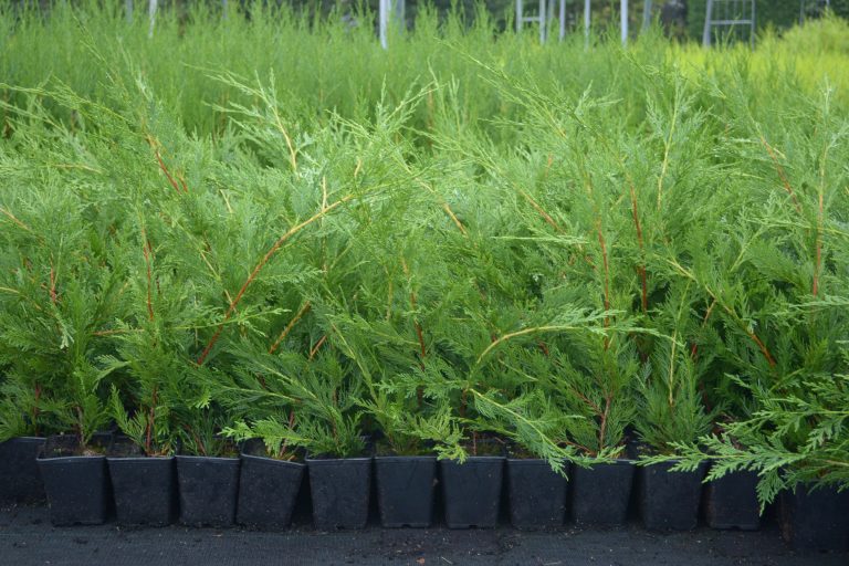5 X LEYLANDII GREEN EVERGREEN CONIFER HEDGING LEYLANDII PLANT IN POT (1-2FT)