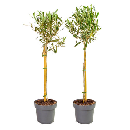 Pair of Standard Olive Trees in 18cm pots (approximately 80cm tall)