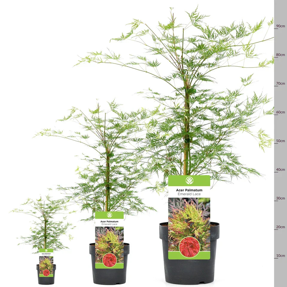 Acer palmatum dissectum 'Emerald Lace' | Japanese Maple Deciduous Tree In Pot