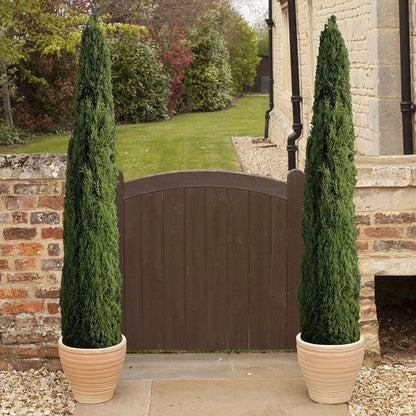 Pair of Italian Cypress Trees  Ornamental Ever- green Shrubs,  2 sizes