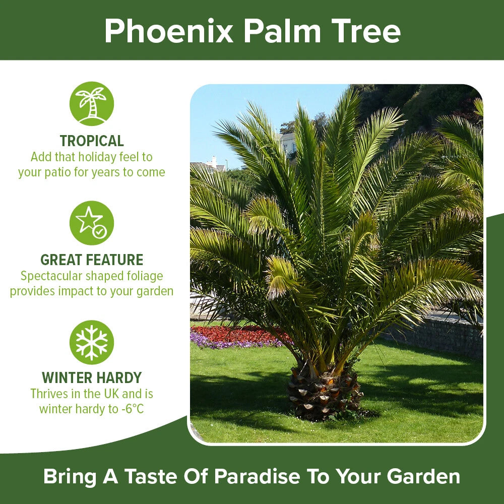 Tropical Palm Tree, Phoenix Canariensis 80cm-1m Tall, 1 x 19cm Pot