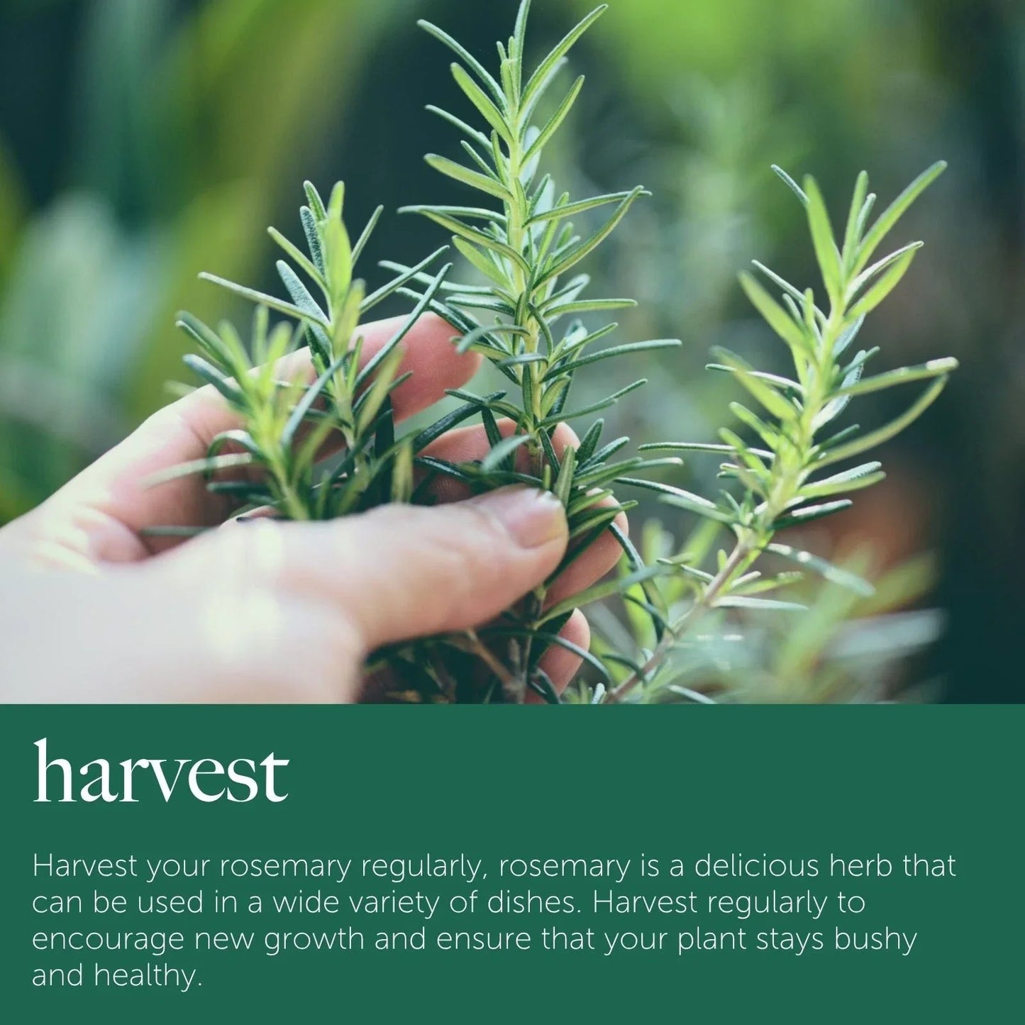 Rosemary Plant in 14cm Pot - Rosmarinus Evergreen Fragrant Perennial Herb Plants