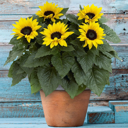 Outdoor Sunflower Potted Garden Plant Golden Annual 20-30cm Shrub In 13cm Pot