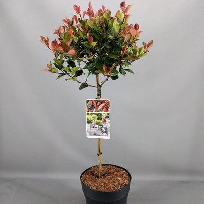 Photinia 'Little Red Robin' Standard Tree 70-80cm