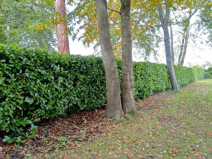Laurel Garden Evergreen hedge plants bare root hedging