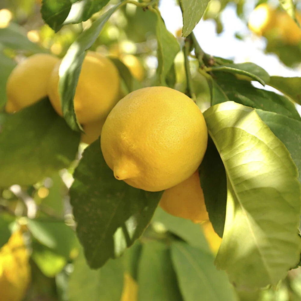 Citrus Fruit Tree, Lemon Citron, Fragrant Evergreen, 7?9cm Pot, Grow Your Own