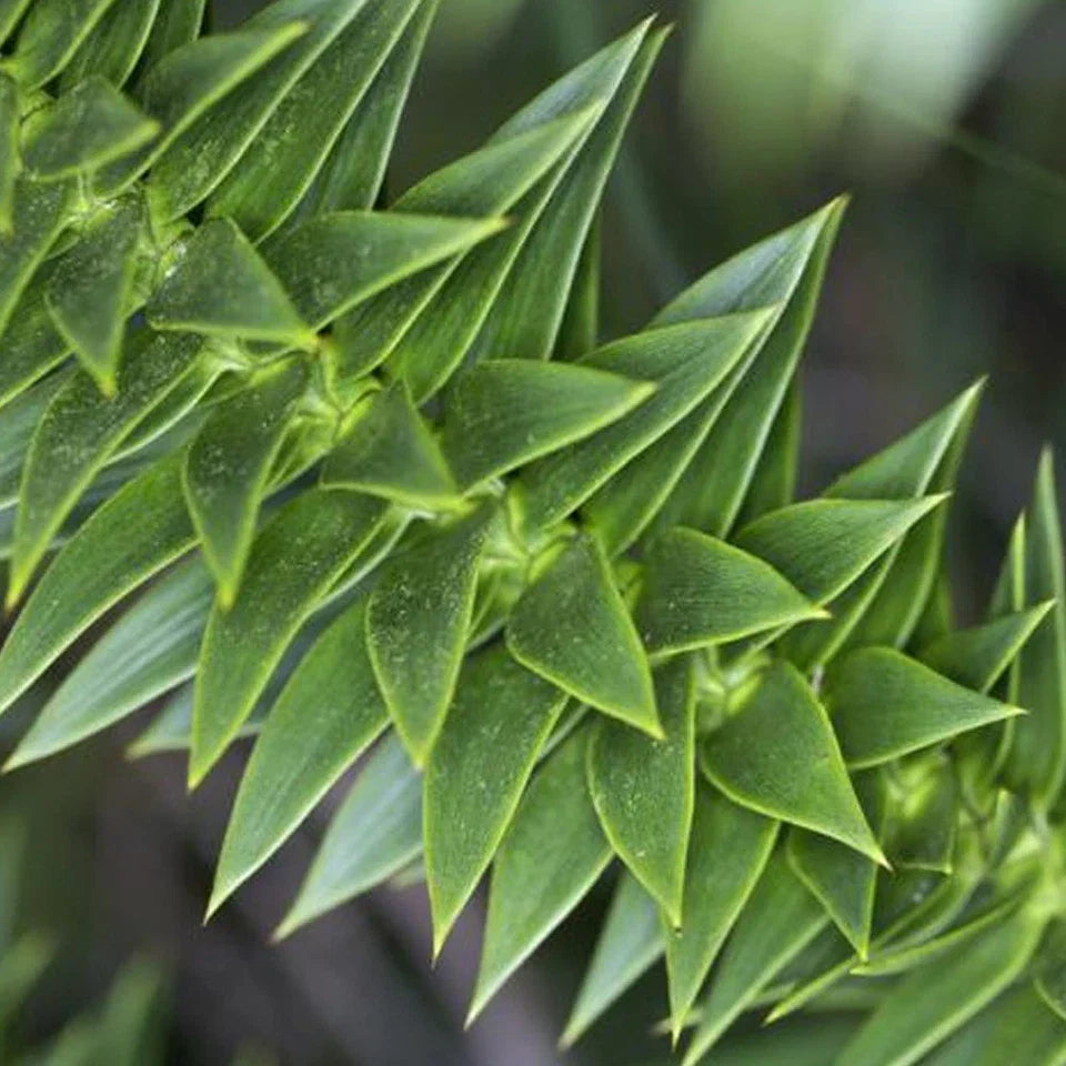 Araucaria Araucana Monkey Puzzle Tree Outdoor Garden Strong Healthy Plant in Pot