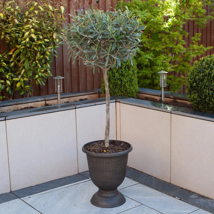 Pair of Standard Olive Trees in 18cm pots (approximately 80cm tall)