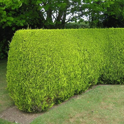 5 X LEYLANDII GOLD EVERGREEN CONIFER HEDGING PLANT IN POT (1-2FT)