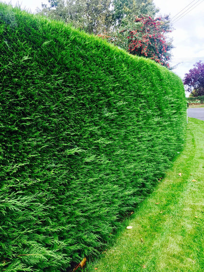 100 Green Leylandii Hedging Evergreen Conifer Plants Fast Growing 40-60cm Potted
