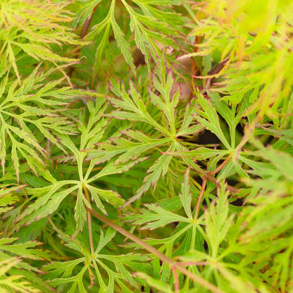 Acer palmatum dissectum 'Emerald Lace' | Japanese Maple Deciduous Tree In Pot