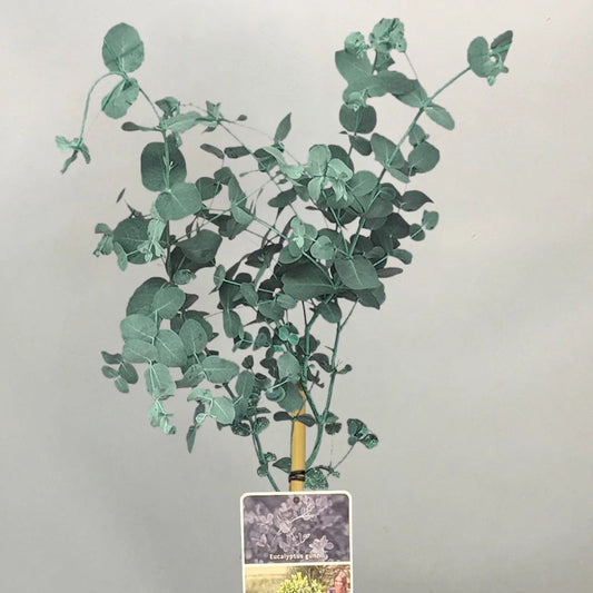 Eucalyptus gunnii Tree, Cider Gum, Potted Ornamental Trees for Small Gardens (70-80cm incl.pot)
