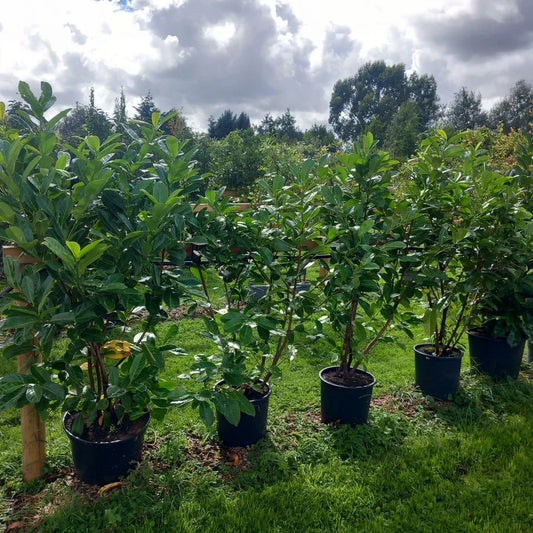 Laurel hedging plant 20/30l pot 130-150cm height
