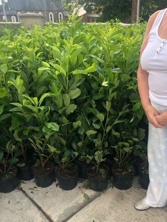 10 Large 3-4ft Cherry Laurel Evergreen Hedging Trees in 3L Pots