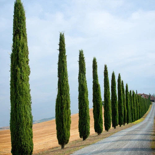 Single 90-120cm Italian Cypress Trees Ornamental Evergreen Shrubs, 20cm pot