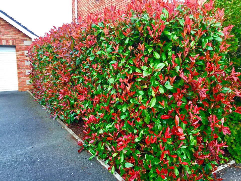 Christmas Berry / Photinia fraseri 'Red Robin' Hedging 40-60cm Tall Potted