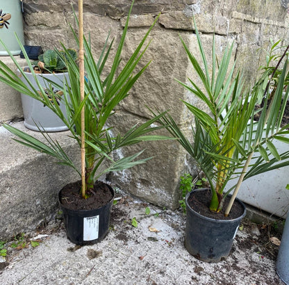 Pair of Hardy Phoenix Palm Canariensis Exotic Trees 60-80cm Tall in a 14cm Pot