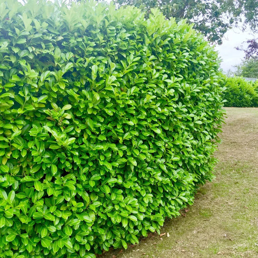 15 Cherry Laurel Evergreen Hedging Plants Fast Growing Shrub 40-60cm Potted