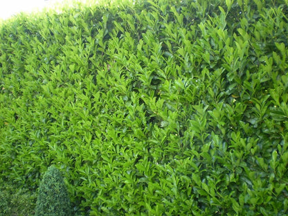 25x Laurel Garden Evergreen hedge plants bare root hedging 3-4ft