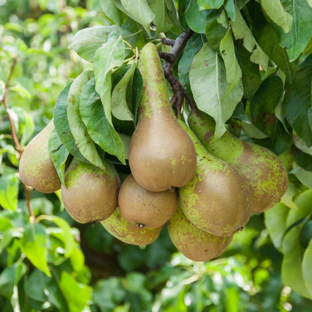 Pear Fruit Tree Plant Garden Standard Patio Hardy Conference 1 x 9cm Pots