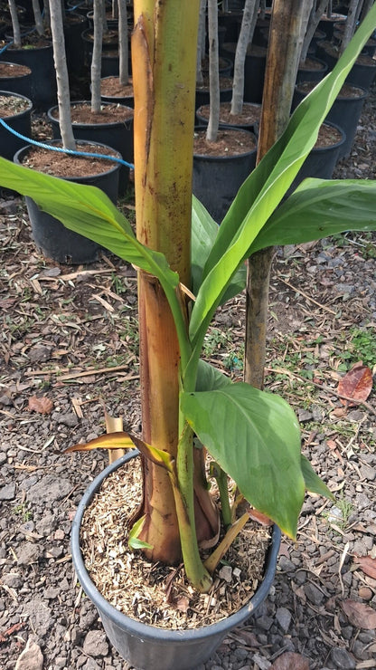 Banana Plant 20L UK hardy A* Quality Musa Bajoo Large Trunk 'Sakhalin' 150cm+/-