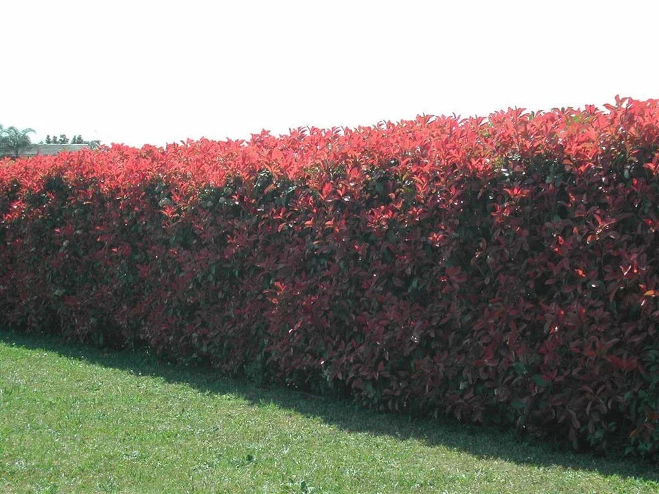 Christmas Berry / Photinia fraseri 'Red Robin' Hedging 40-60cm Tall Potted