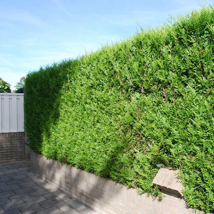25 X THUJA PLICATA 'ATROVIRENS' RED CEDAR EVERGREEN HARDY HEDGING PLANT IN POT