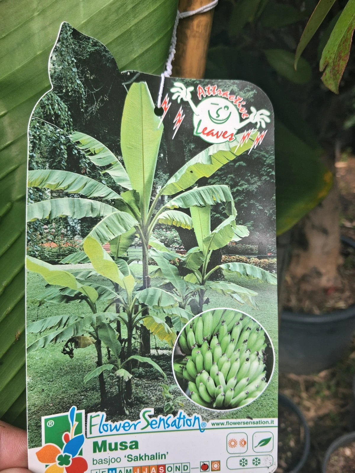 Banana Plant 20L UK hardy A* Quality Musa Bajoo Large Trunk 'Sakhalin' 150cm+/-