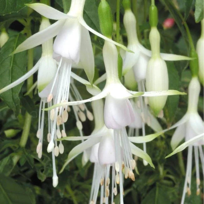 FUCHSIAS x3 Hardy Perennial Variety Pack | Young Plants in 9cm pots