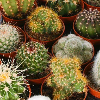 Cactus Mix - 10 Plants - House / Office Live Indoor Pot Plant - Ideal Gift