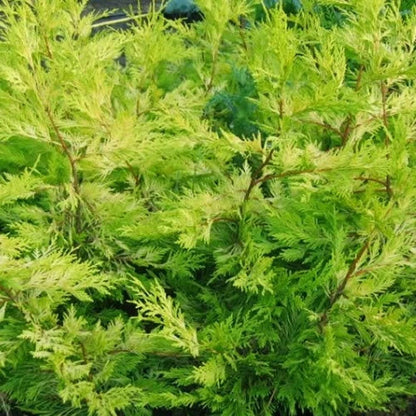 5 X LEYLANDII GOLD EVERGREEN CONIFER HEDGING PLANT IN POT (1-2FT)