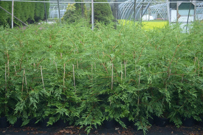 2-3ft Leylandii Green Evergreen Hedging Conifers 2ltr Pots