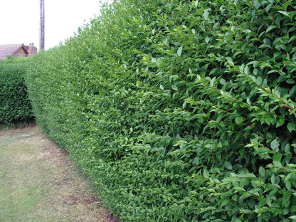 Green Privet Plants 3 - 4ft Tall, Evergreen Hedging, Grow a Quick, Dense Hedge