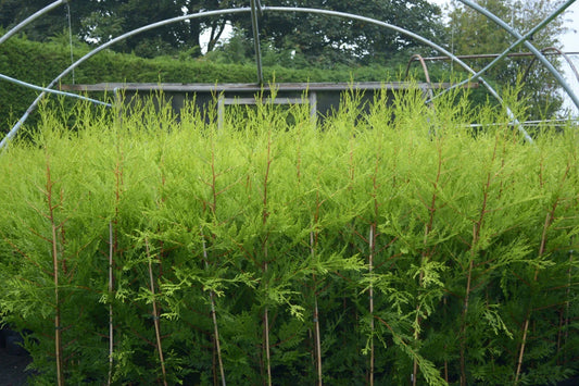 10 X 90cms CASTLEWELLAN LEYLANDII GOLD HEDGING CONIFERS 2ltr POTS 3ft
