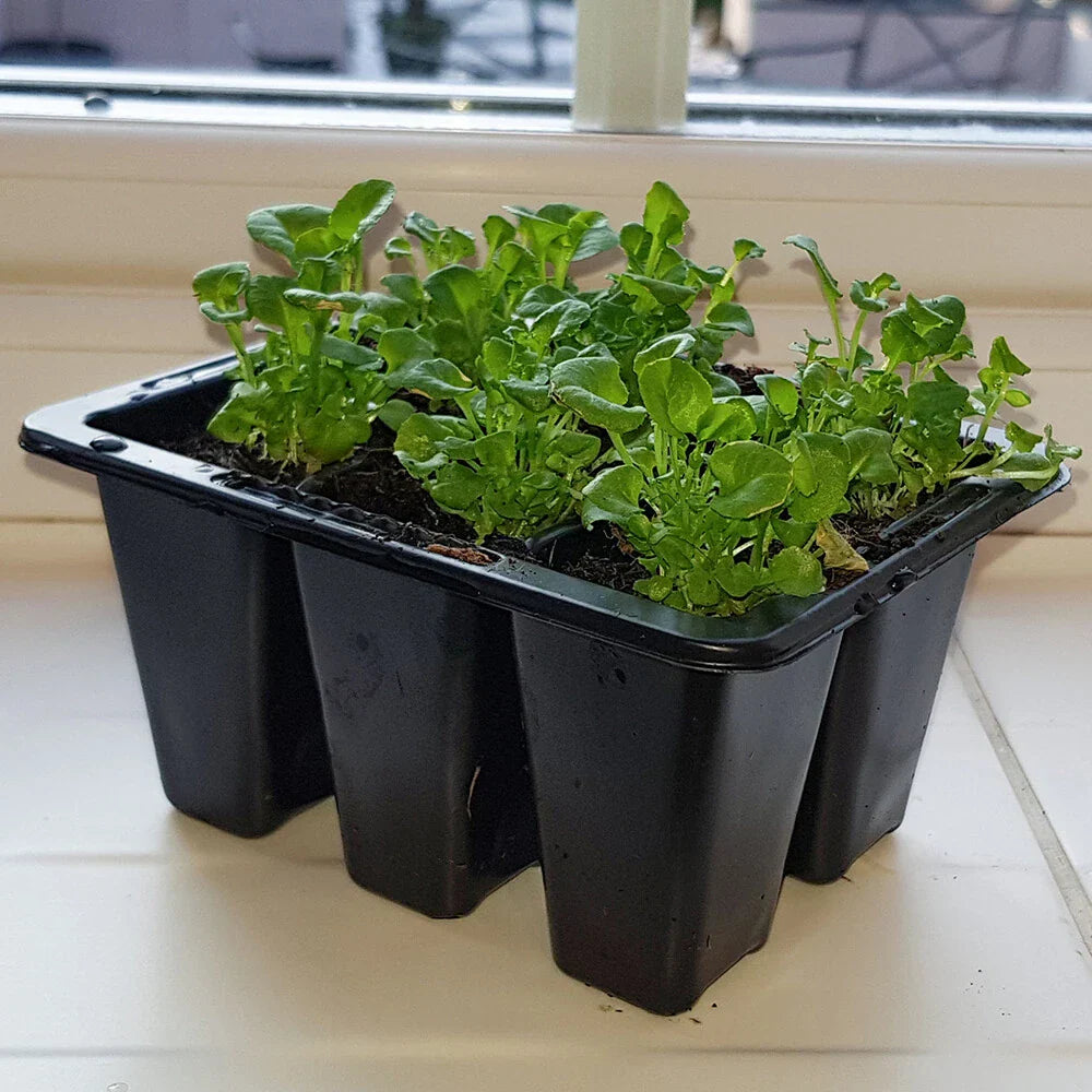 Windowsill Propagator Kit, Indoor Greenhouse, Set of 3, For 90 Plants, Reusable