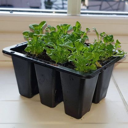 Windowsill Propagator Kit, Indoor Greenhouse, Set of 3, For 90 Plants, Reusable