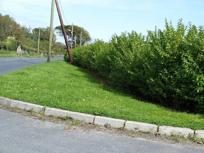 600 Green Privet Plants 3-4ft Tall, Evergreen Hedging, Grow a Quick, Dense Hedge