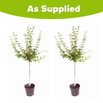 Standard Lilac Trees, 2 x Syringa Palibin, Double Flowering, 90-120cm, 3L Pots