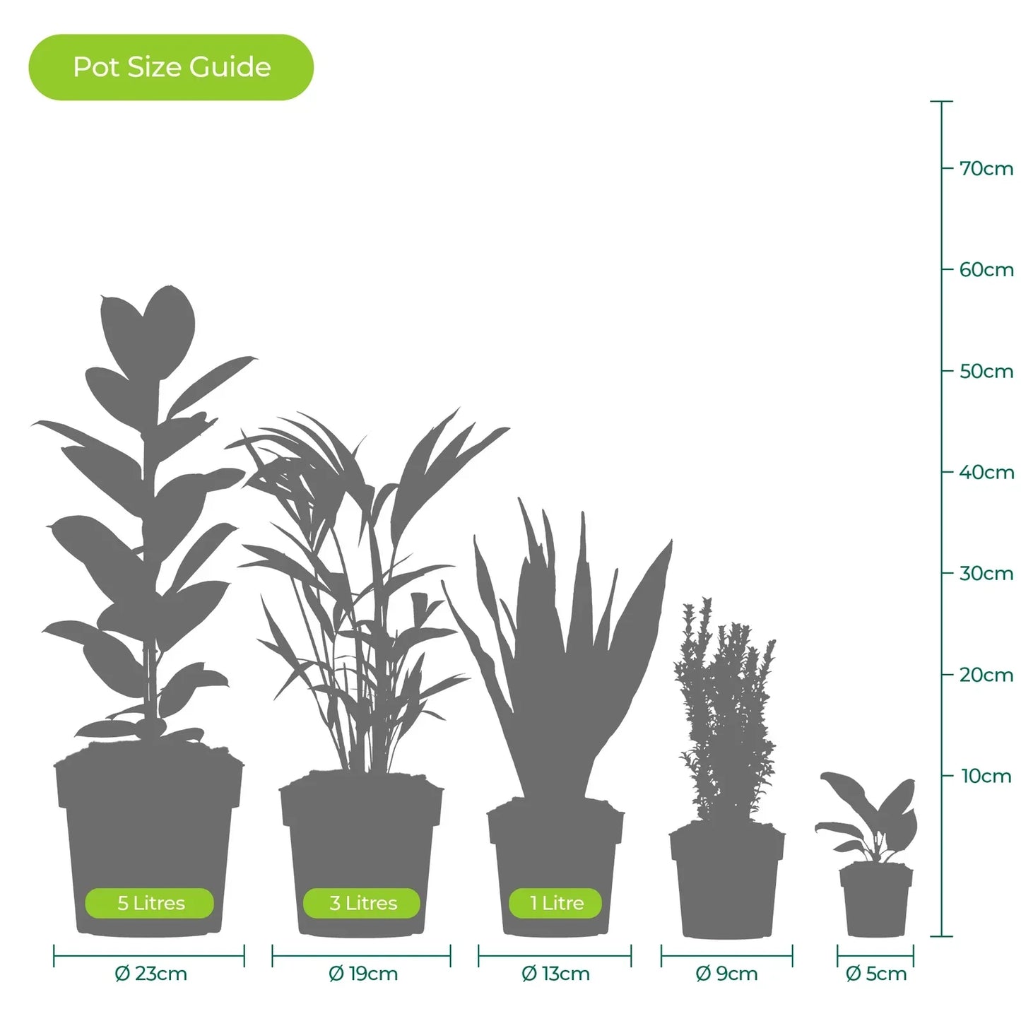 Cast Iron Plant Aspidistra Elatior Indoor House Plants Evergreen Tall Exotic