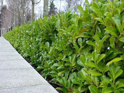 Cherry Laurel Fast Growing Evergreen Hedging Plants 30-50cm Tall Potted