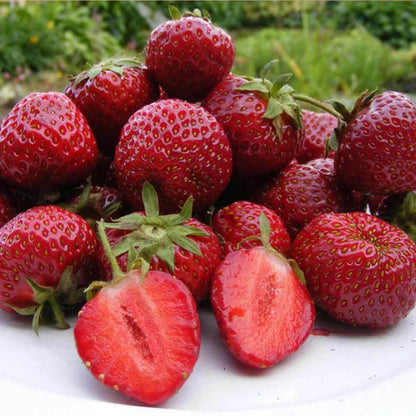 Strawberry Honeoye Fruit Plants - Hardy Garden Bushes in 9cm Pots