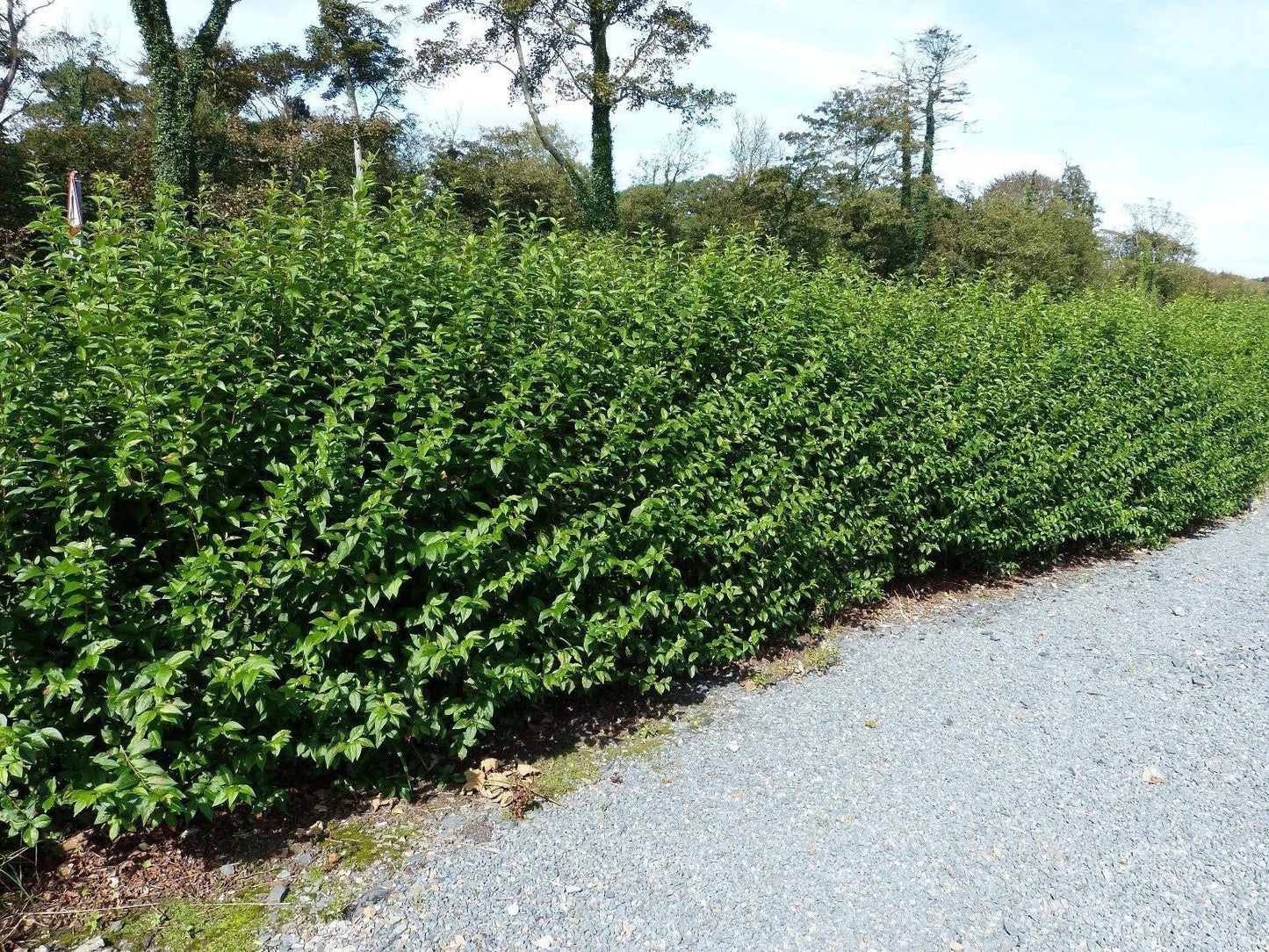 600 Green Privet Plants 3-4ft Tall, Evergreen Hedging, Grow a Quick, Dense Hedge