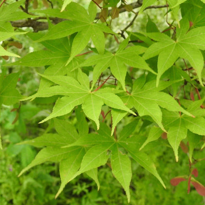 Acer palmatum 'Osakazuki',  Japanese Maple Deciduous Garden Plant Tree In Pot