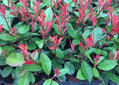 5 Red Robin Hedging Photinia Evergreen Plants Fast Growing 25-40cm Potted