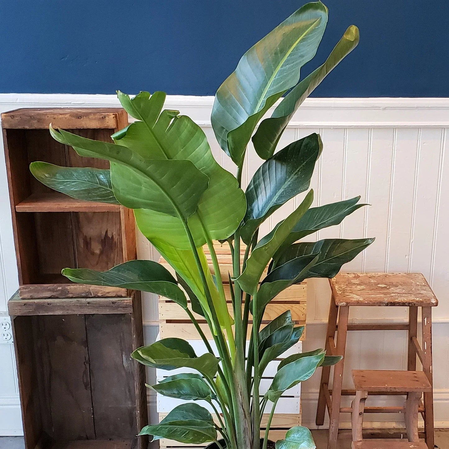 Strelitzia nicolai | 35-45cm Potted White Bird of Paradise | Indoor Plant Gift